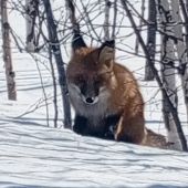 секс знакомства в г Томск