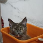 секс знакомства в г Владивосток